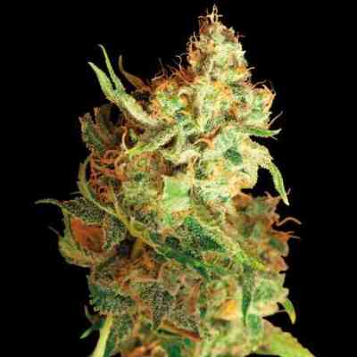 Red Dragon > Barney`s Farm | Feminisierte Hanfsamen  |  Hybrid